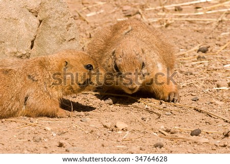 Closeup of two prairie dogs resting