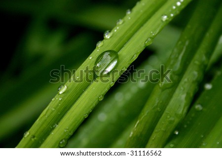 Water drops after fresh summer rain. Relaxing green colors