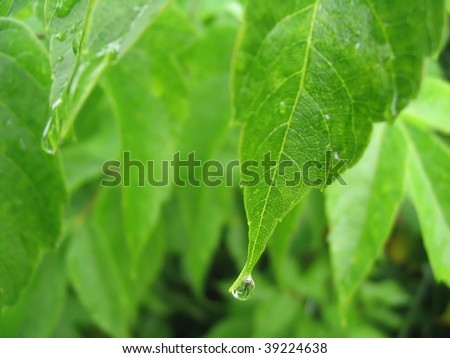 Beautiful spring and fresh water drop after rain on the green leaves.