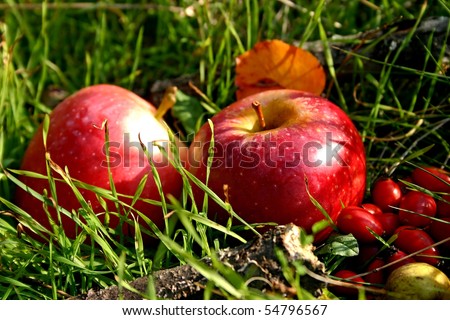 Two apples in sunshine summer day in the nature on green grass.