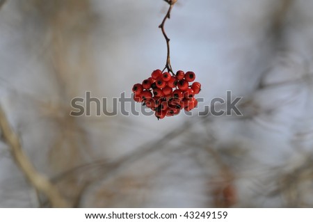 Winter-berries in New York city