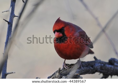 Northern Cardinal: Cardinalis cardinalis. The colorful Redbird photographed in Manhattan on a cold winter morning