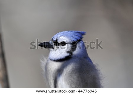 Blue Jay: Cyanocitta cristata. An adult Blue Jay photographed in Central Park, Manhattan on a cold winter morning