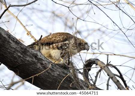 Red Tailed Hawk: Buteo jamaicensis. An immature Red Tailed Hawk photographed in the Central Park, Manhattan feeding on a recent kill