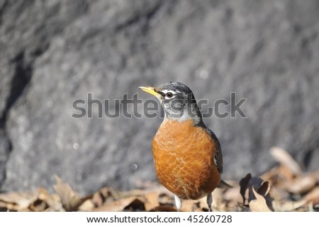 American Robin: Turdus migratorius. The largest member of North American thrush family photographed in the East Meadow of the Central Park, New York City in winter