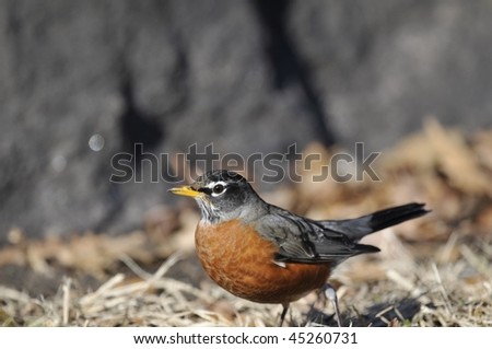 American Robin: Turdus migratorius. The largest member of North American thrush family photographed in the East Meadow of the Central Park, New York City in winter