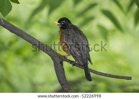 American Robin: Turdus migratorius. American Robin photographed in Central Park, New York City