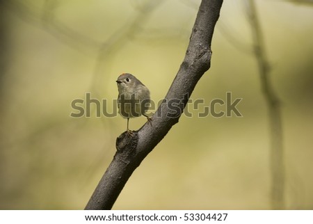Ruby-crowned Kinglet: Regulus calendula. The hard to photograph Ruby-crowned Kinglet in Central Park, New York City during spring migration