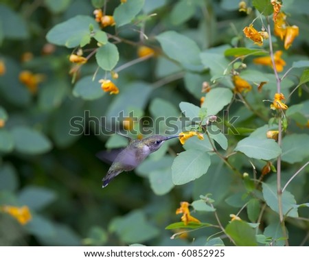 Ruby throated hummingbird feeding on a Jewelweed flower in central park, new york city