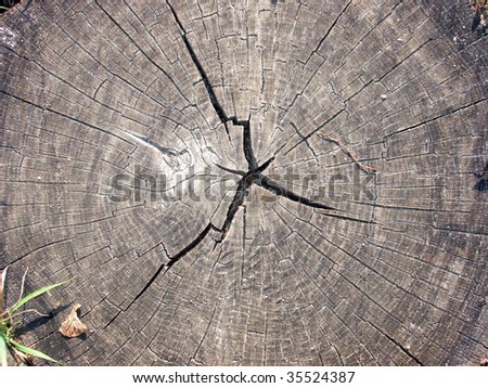Tree, trunk, structure, ring, background, oak, pine, ground, earth, gravel, grass, track, road, wall, ornament
