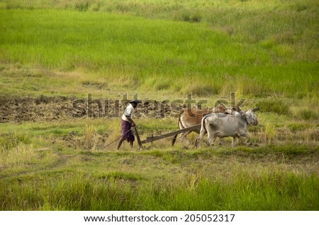 BAGO REGION, MYANMAR - NOVEMBER 8: Burmese farmer tilling the soil using a plow and two cows on November 8, 2013 in Bago Region, Myanmar (Burma)