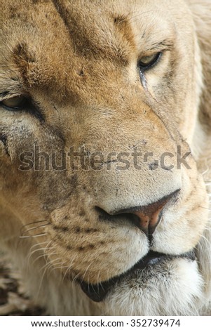 Scarred and Scratched Lioness Face Close Up