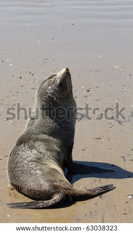 Sea lion on beach close-up, new zealand