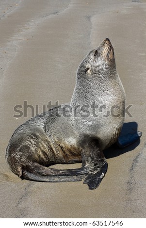 Sea lion on beach close-up, new zealand