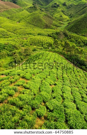 Bright green tea plantation, cameron highlands, malaysia, South East Asia