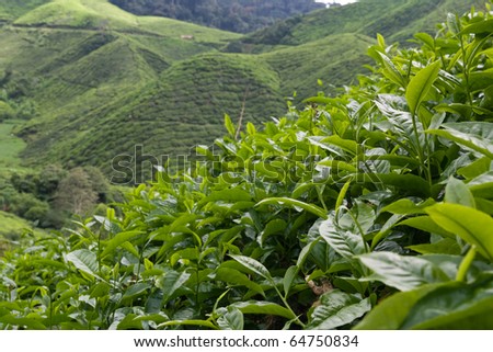 Tea plantation Close up, cameron highlands, malaysia, South East Asia