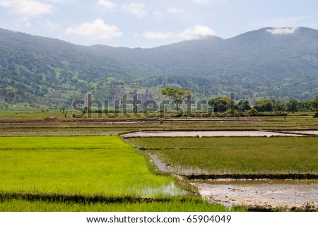 Distant workers in rice paddy fields, South East Asia