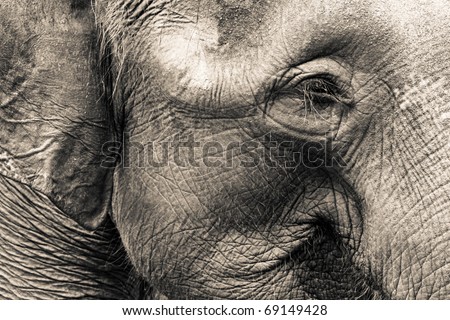 http://image.shutterstock.com/display_pic_with_logo/418831/418831,1295200590,1/stock-photo-asian-elephant-head-close-up-69149428.jpg