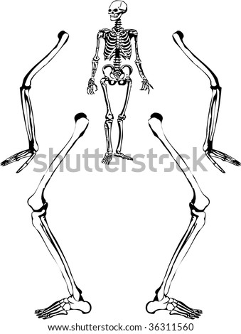 human skeleton labeled. labeled.squirrel.skeleton.