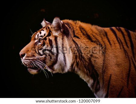 Tiger Profile Isolated On A Black Background