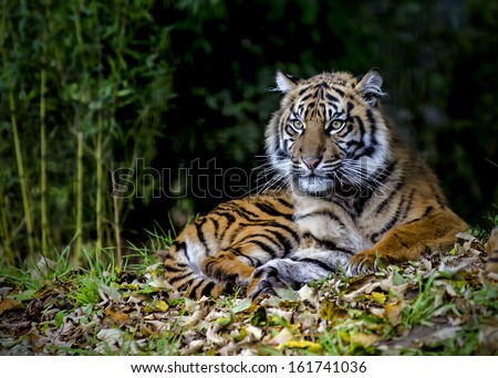 Beautiful and endangered female Sumatran Tiger Cub