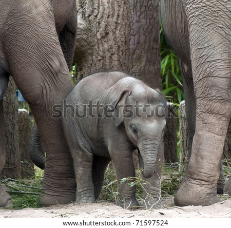 Baby Indian Elephant at Chester Zoo