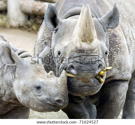 Baby Black Rhino