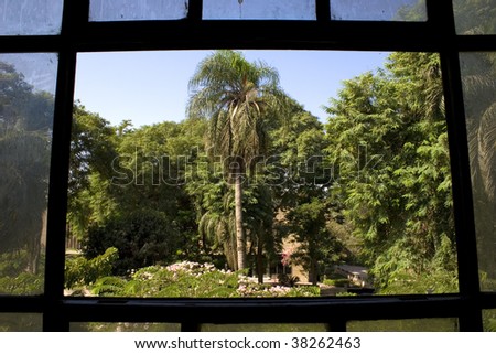 a palm tree through an old broken window
