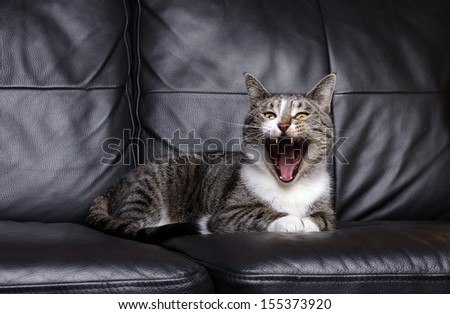 cat screaming open mouth on a leather sofa