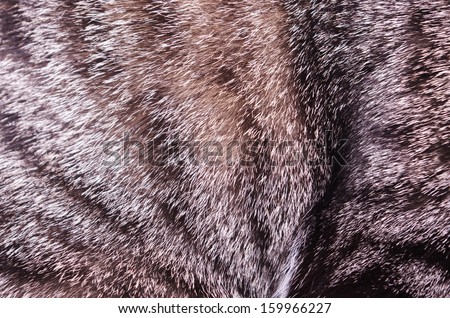 animal cat fur texture macro