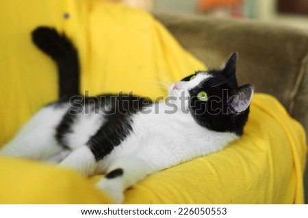 happy cat lying in an armchair
