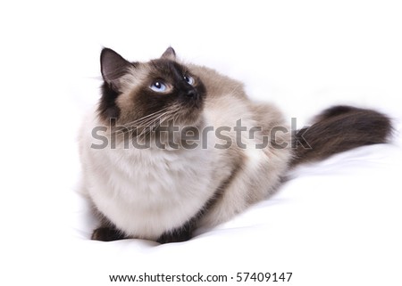 Seal Point Cat