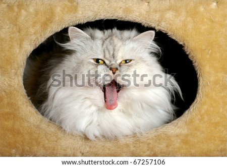 [Obrazek: stock-photo-persian-cat-yawning-67257106.jpg]