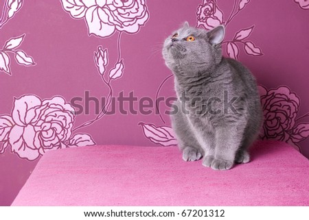 british blue shorthair kitten on a pink background