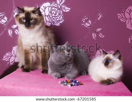 a group of purebred cats on a pink background