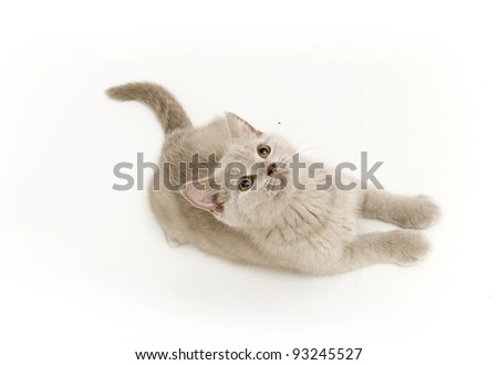 [Obrazek: stock-photo-cat-from-above-93245527.jpg]