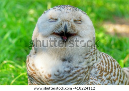 Funny snowy owl