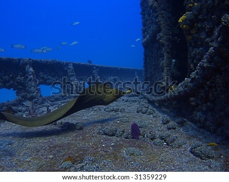 Green Moray Eel Swimming on USCG Cutter Duane Wreck with Blue Water in Background