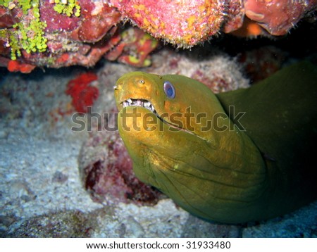 Green Moray Eel under Red Coral Ledge over White Coral Sand