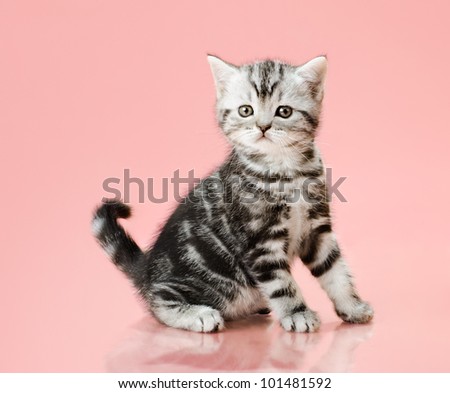 the grey  stripy beautiful little  kitten, sit on pink  background , look stare