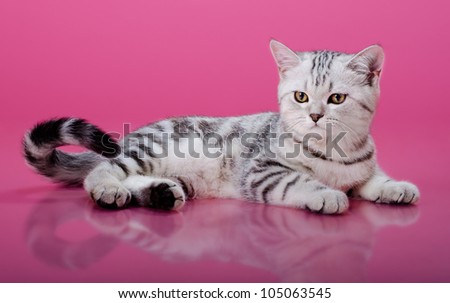 the grey  stripy beautiful little  kitten, sit on dark pink  background , look stare