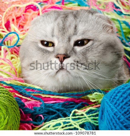the grey adult cat with  many multi-coloured clew ,  artful  look , close up muzzle, humour photo
