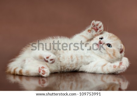 beautiful  little kitten,  breed scottish-fold,   lie on brown  background  ,stare look up