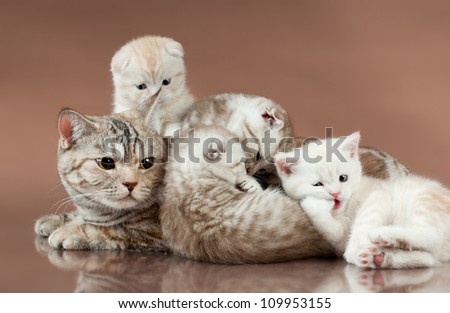 family group of four  beautiful kitten with mother, breed scottish-fold,  lie on brown  background