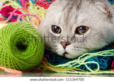 the grey adult cat with  many multi-coloured clew,  close up portrait