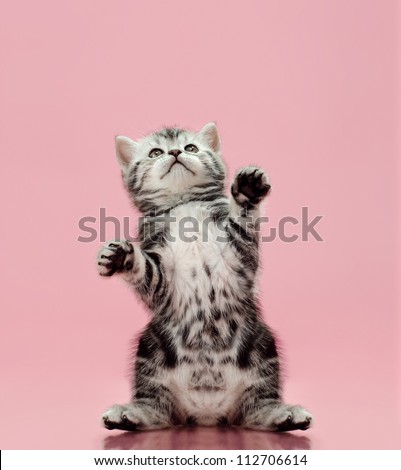 fluffy gray beautiful  kitten, breed scottish-straight, look up and  play upright  on pink  background