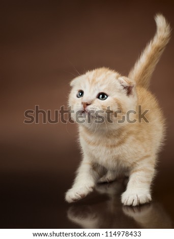 beautiful  little kitten,  breed scottish-fold,   on brown  background  , stare look up