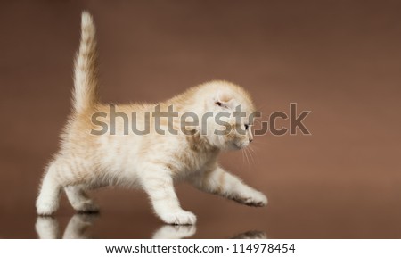 fluffy white-brown beautiful kitten, breed scottish-straight,  step on brown  background