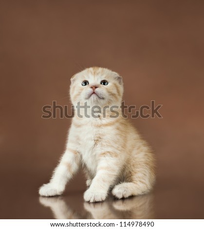 beautiful  little kitten,  breed scottish-fold,   on brown  background  ,stare look up