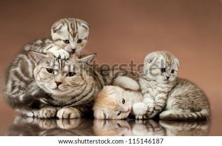 family group of three  beautiful kitten with mother, breed scottish-fold,  lie on brown  background